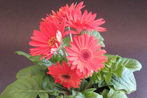 Gerbera 