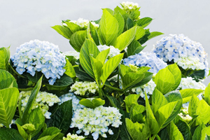 Hydrangea