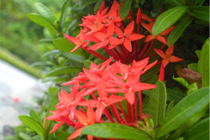 Ixora