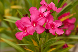 Oleander