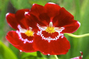 Miltonia