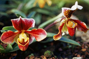 Paphiopedilum Orchid