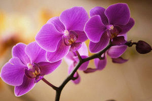 Phalaenopsis Orchid