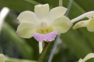 Vandaceous Orchid