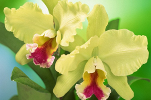 Cattleya Orchid