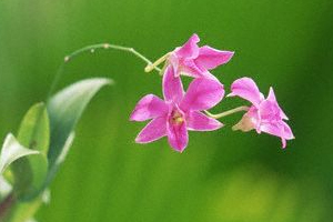 Dendrobium Orchid