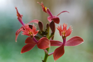 Epidendrum Orchid