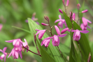 Ground Orchid