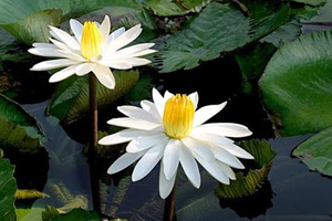 Water Lily