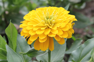 Zinnia