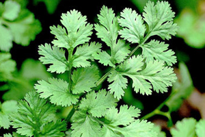 Coriander