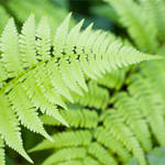 FERNS