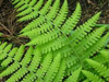 SPLEENWORT