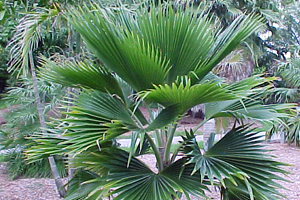 Fiji fan palm