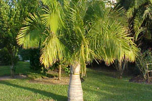 Majesty Palm