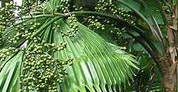 A frond of the Boston fern