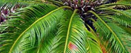 A frond of the Boston fern