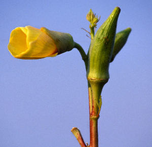 Okra