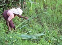 Agriculture