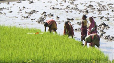 Agriculture in Goa