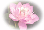 National Flower - Lotus