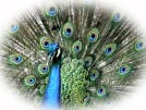 National Bird - Peacock