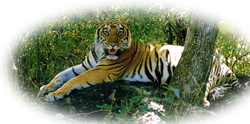 National Animal - Tiger