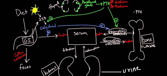 Calcium Metabolism