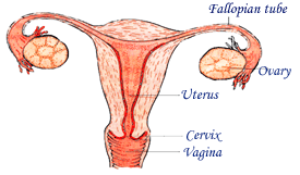 reproductive system