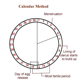 Menstruation cycle