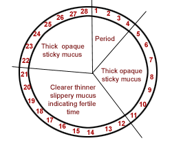 Ovulation Method