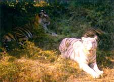 White Tiger in Nandan Kanan  Zoological park
