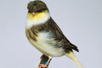 Crested Canary