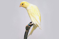 Roller Canary