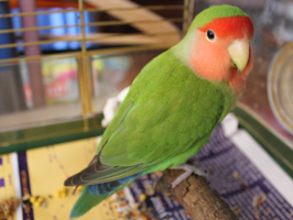 Peach faced Lovebird