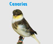 canary