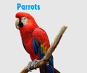 parrot