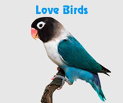 Types Of Birds - Pet Birds