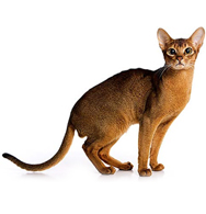 Abyssinian