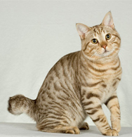 American Bobtail