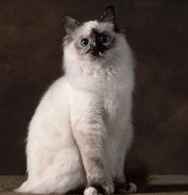 Birman