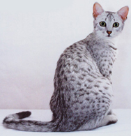 Egyptian Mau