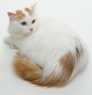 Turkish Van