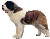 Saint Bernard