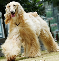 Afghan Hound