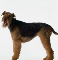 Airedale