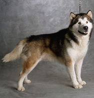 Alaskan Malamute