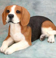 Beagle