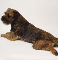 Border Terrier