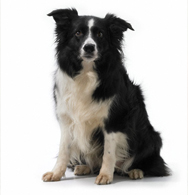 Collie 